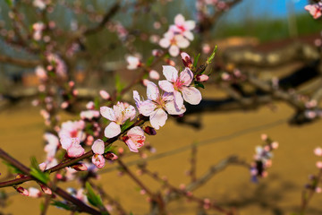 Peach blossom