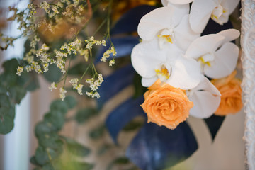  orchid flower, beautiful flower
