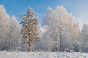 Obraz na płótnie Canvas snowy evening winter forest