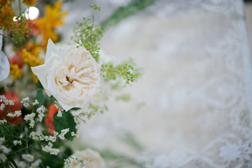 closeup white rose flower background