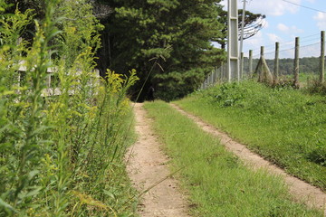 path in the park