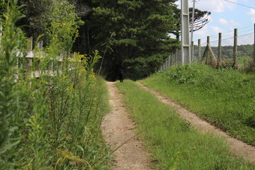path in the park