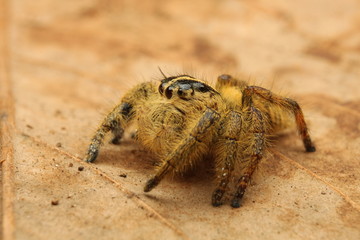 Hyllus semicurupus female dry leaves