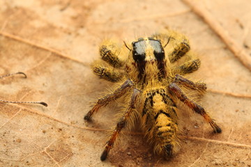 Hyllus semicurupus female dry leaves