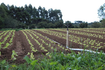 Fototapeta na wymiar rows of young plants in a field