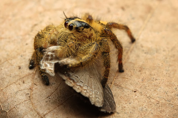 Hyllus semicurupus female eat butterfly