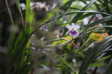 flowers in the garden