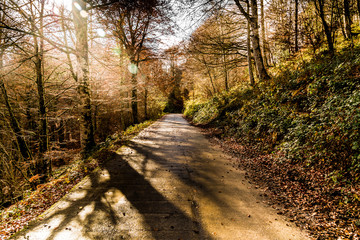 Obraz premium Camino en medio de un bosque en otoño