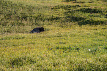 A lone bison rests in a grassy meadow in Yellowstone National Park