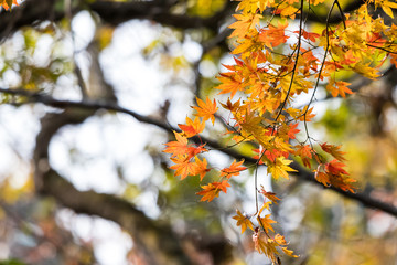 Autumn leaves of Chiba city, Chiba prefecture, Japan / Izumi Nature Park in Chiba City, Chiba prefecture, Japan