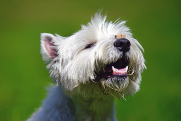 The portrait of a happy West Highland White Terrier dog posing outdoors in summer holding a treat on its nose