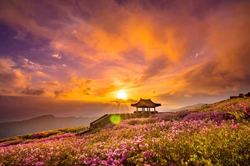 Selbstklebende Fototapeten azalea and rhododendron blossoming Hwangmaesan beautiful sunset in Mt © SiHo