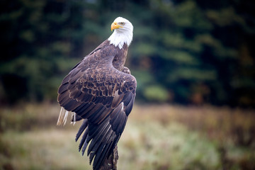 Bald Eagle