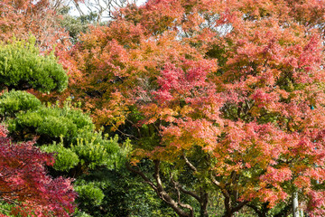 Autumn leaves of Chiba city, Chiba prefecture, Japan / Izumi Nature Park in Chiba City, Chiba prefecture, Japan