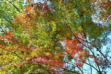 風景　秋　もみじ　とちぎ