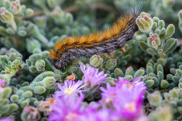 The 'March' Caterpillar