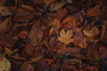 Wet autumn leaves on the ground
