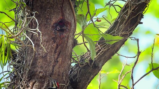 Black-rumped flameback nesting and feeding chicks in Bardia national park, Nepal  - specie Dinopium benghalense family of Picidae