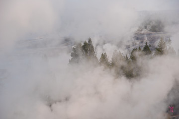 Norris Geyser Basin, Yellowstone National Park, early morning landscape