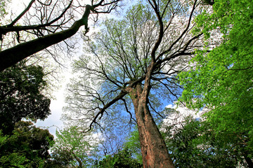 Diverse trees in deep forest