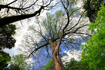 Diverse trees in deep forest