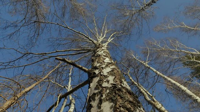 Beautiful view from below - trunks of bare birch trees without leaves