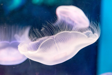 浮遊する海月