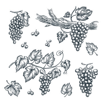 Grape on vine vector sketch illustration. Hand drawn isolated design elements