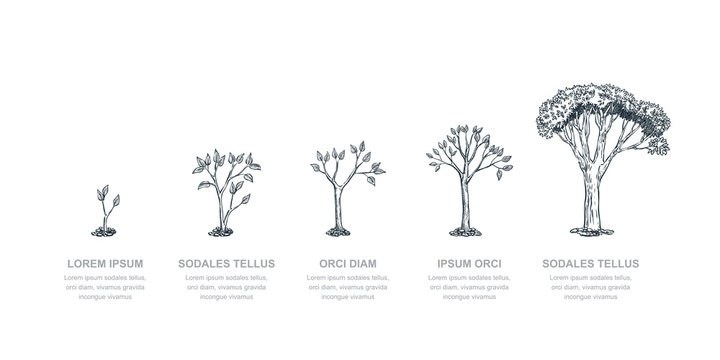 Stages of growing tree, vector sketch illustration. Investment and finance growth business concept. Infographic template