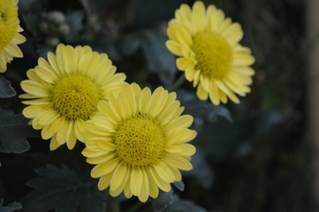 Chrysanthemum in the garden