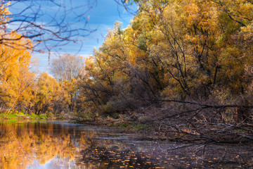 Autumn landscape on the river. Western Siberia, Novosibirsk region, Russia