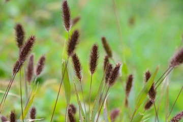 野原の雑草のムラサキエノコログサ