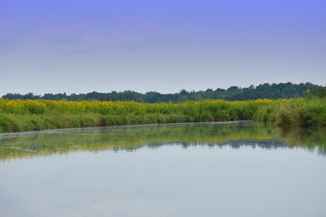 Grasslands Along the Water Edge