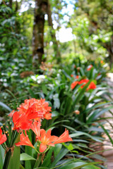 Red flowers