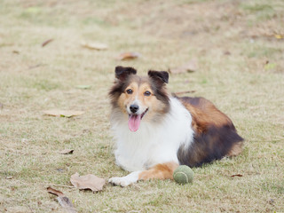 Dog, Shetland sheepdog, collie, friendly dog looking at camera with happy and faithful expression.
