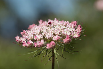 Pink fool's parsley, close-up