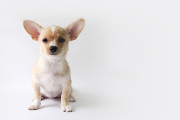 chihuahua is a white sugar, three month old, on a white background.