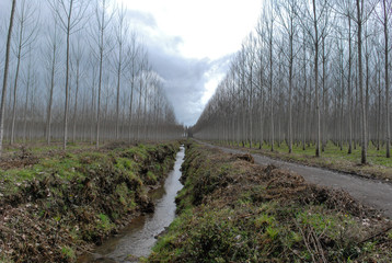 Camino y arroyo en plantación de álamos