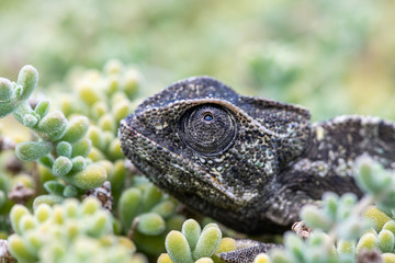 Chameleon Hiding