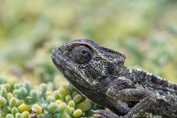 Chameleon Hiding