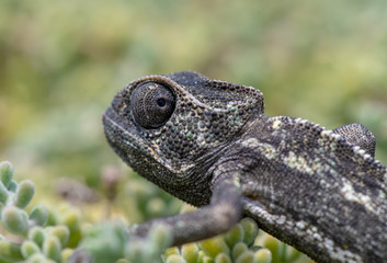 Chameleon Hiding