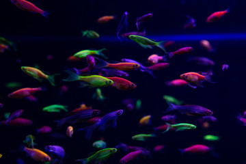 Fototapeta na wymiar Neon glow fish color freshwater aquarium pets 