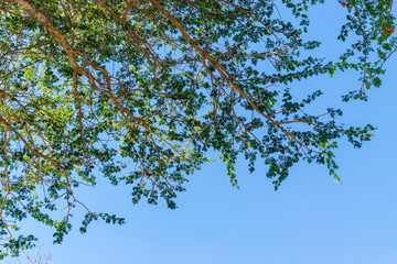 Green branches of a tree with blue sky and room for copy space