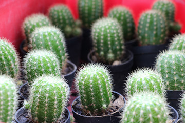 Baby cactus green color in flower pot with light in the farm