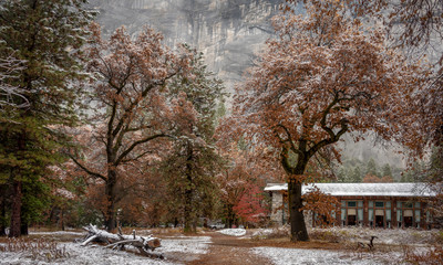 winter background with snow and trees changing colors