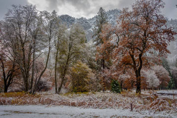 winter background with snow and trees changing colors
