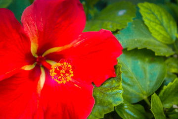 Close up image of a tropical hibiscus flower with copy space