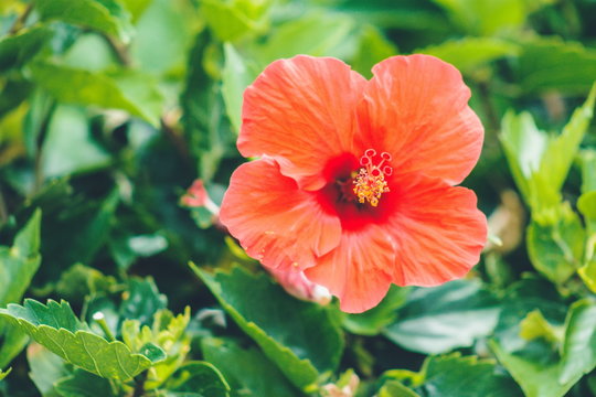 Close up image of a tropical hibiscus flower with copy space