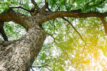 big tree with branch and leaves
