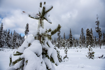 a small tree stands among big trees as it gets covered for the winter